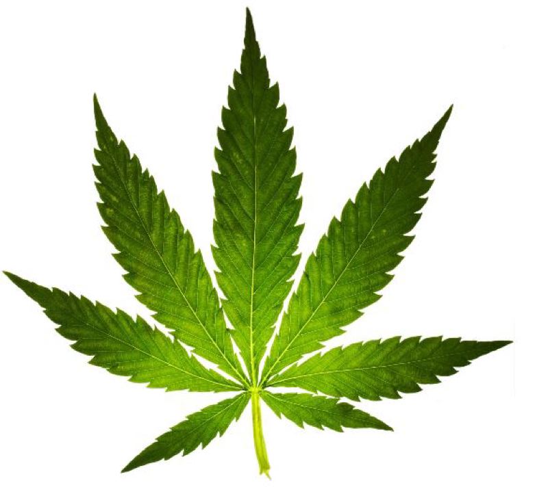 лист марихуаны